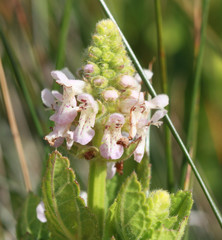 Stachys pycnantha