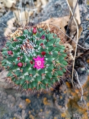 Mammillaria polythele