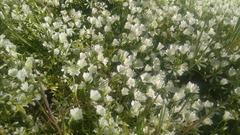 Limnanthes