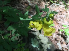 Aureolaria grandiflora