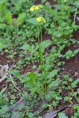 Youngia japonica