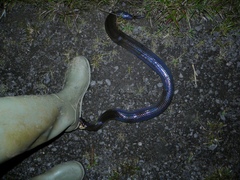 Pseudoeryx plicatilis