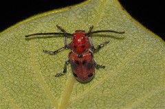 Tetraopes tetrophthalmus