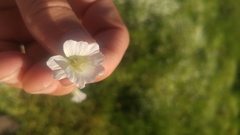 Limnanthes