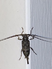 Graphisurus fasciatus