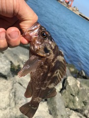 Sebastes auriculatus