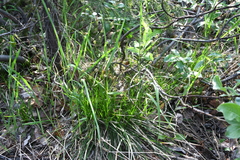 Carex umbrosa sabynensis