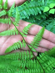 Athyrium asplenioides