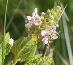 Stachys pycnantha