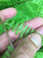 Athyrium asplenioides