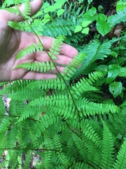 Athyrium asplenioides