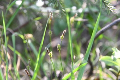 Carex umbrosa sabynensis