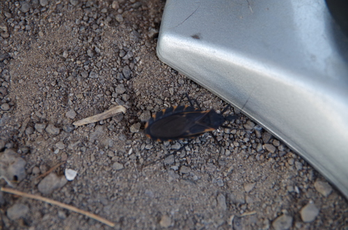 Triatoma gerstaeckeri photo 3
