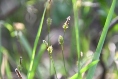 Carex umbrosa sabynensis