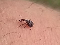 Anthonomus quadrigibbus