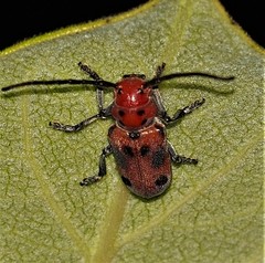 Tetraopes tetrophthalmus
