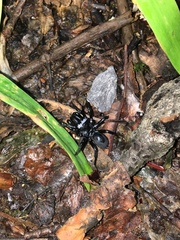Sphodros niger