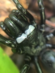 Sphodros niger