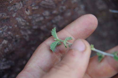 Image of Bernardia obovata by (c) Eric Knight, some rights reserved (CC BY)
