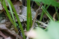 Carex conoidea