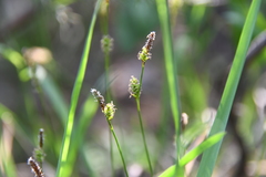 Carex umbrosa sabynensis