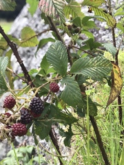Rubus floribundus
