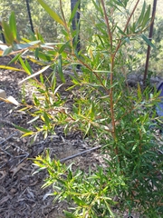 Leptospermum petersonii