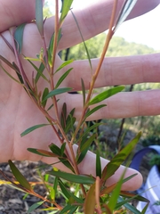 Leptospermum petersonii