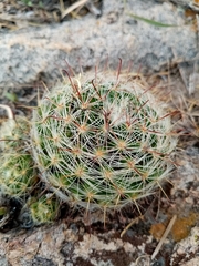 Mammillaria jaliscana