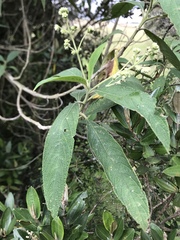 Lippia hirsuta