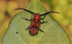 Tetraopes tetrophthalmus