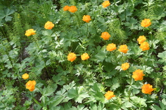 Trollius asiaticus