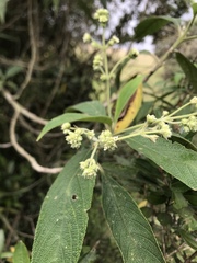 Lippia hirsuta