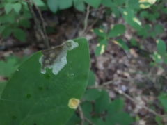 Leucanthiza dircella