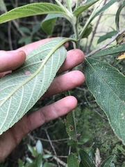 Lippia hirsuta
