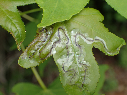 Phyllocnistis liquidambarisella photo 4