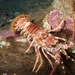 East Coast Rock Lobster - Photo (c) Brian Gratwicke, some rights reserved (CC BY)