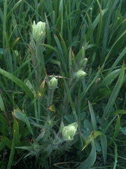 Castilleja cusickii