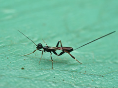 Stephanus serrator