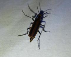 Pyrota tenuicostatis