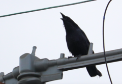 Corvus brachyrhynchos