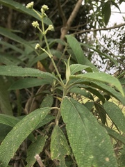 Lippia hirsuta