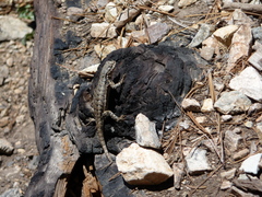 Sceloporus graciosus vandenburgianus