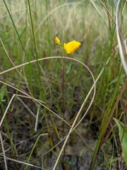Utricularia intermedia