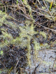 Utricularia intermedia
