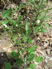 Packera paupercula pseudotomentosa