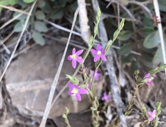 Schenkia spicata