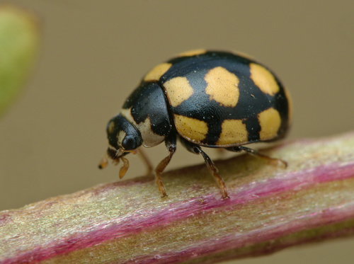 Keturiolikataškė Boružė nuotrauka