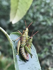 Agesander ruficornis