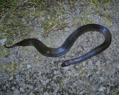 Pseudoeryx plicatilis